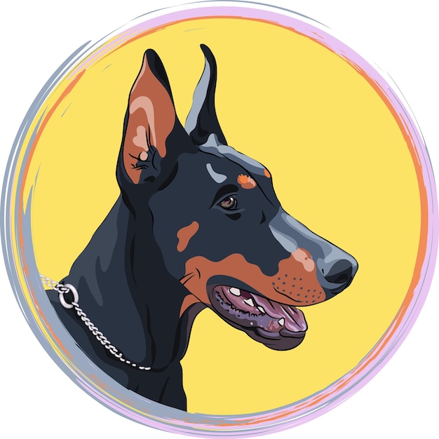 Vector closeup serio perro Doberman Pinscher raza