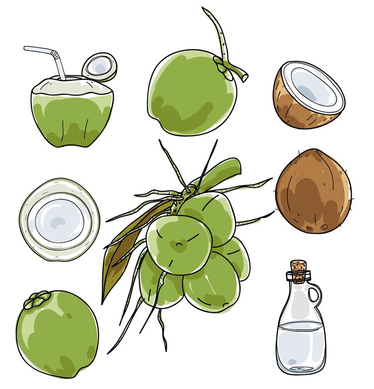 Vector vector coco dibujado a mano vector set dibujo.