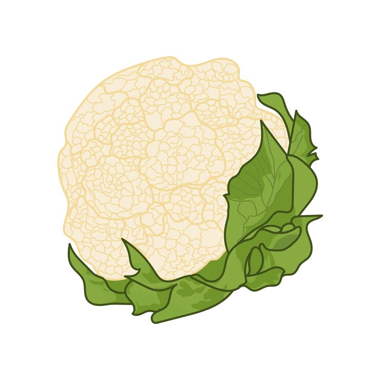 Vector de coliflor Coliflor blanca fresca con hojas verdes