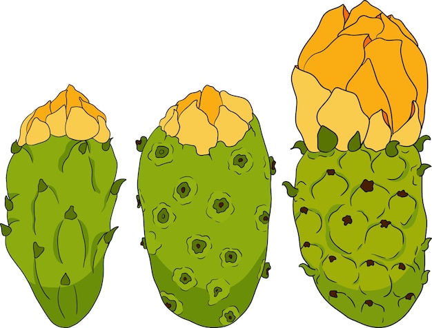 Vector de color dibujado a mano Opuntia fruta cactus de pera espinosa higos indios cactus comestible