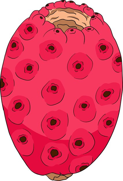 Vector de color dibujado a mano Opuntia fruta cactus de pera espinosa higos indios cactus comestible