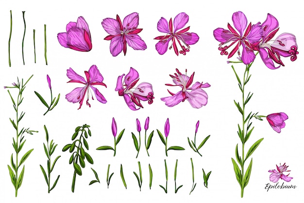 Vector de color con flores y capullos Epilobium