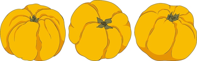 Vector de color Quince frutas de manzana enteras y cortadas a mitad jardín de granja tropical cosecha madura