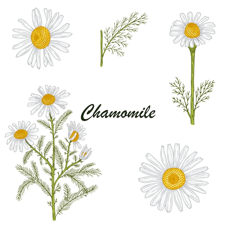 Vector vector colorido conjunto de chamomiles dibujados a mano diseño para productos herbales