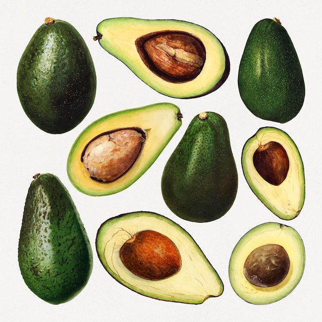 Vector de conjunto de aguacate fresco natural dibujado a mano
