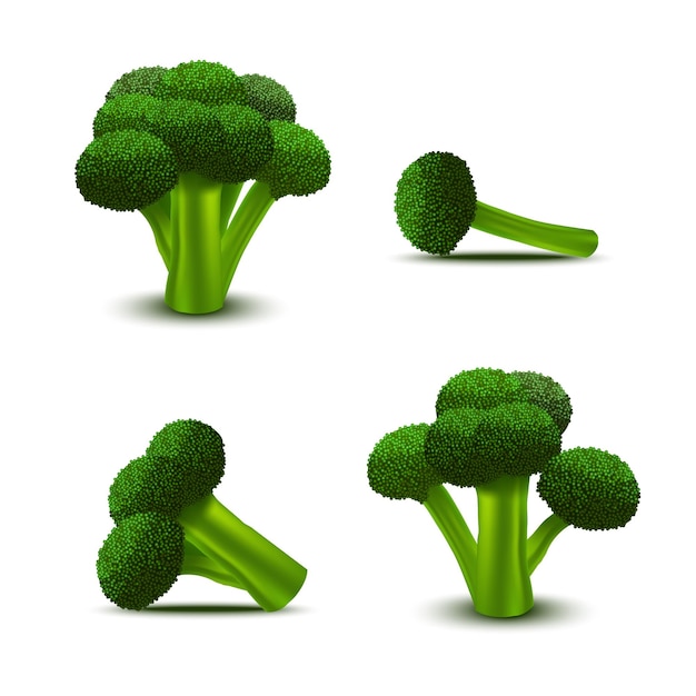 Vector de conjunto de brócoli verde fresco detallado realista en 3D