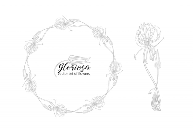 Vector conjunto de flores y cuentas glorasa gloriosa