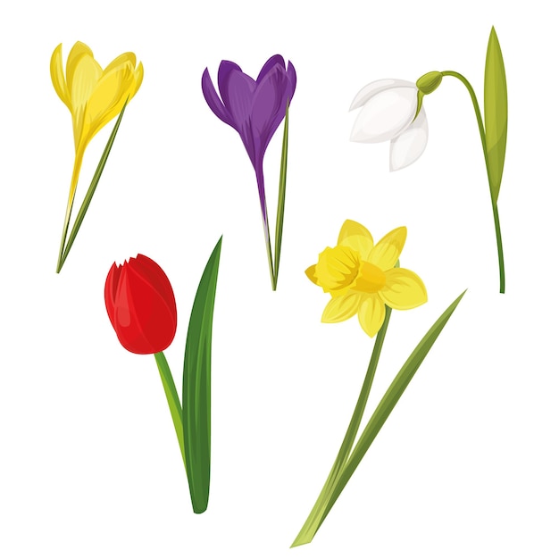 Vector conjunto de flores de primavera Crocus narcissus snowdrop tulip