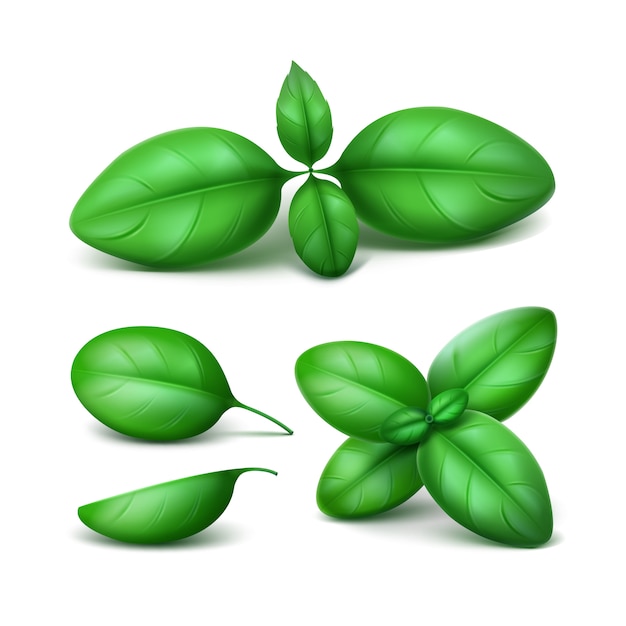 Vector conjunto de hojas de albahaca fresca verde sobre blanco