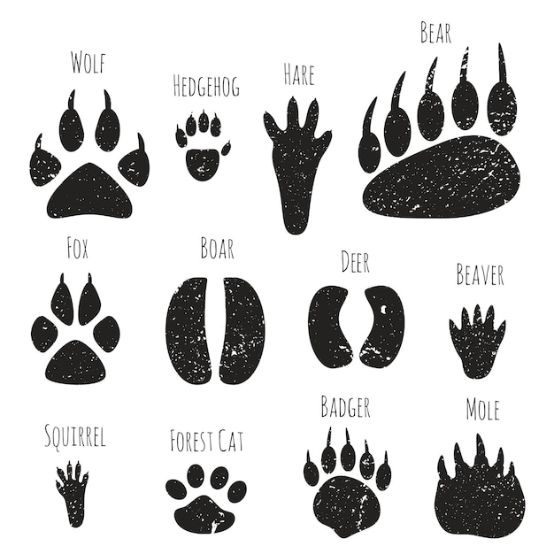 Vector vector conjunto de huellas de animales del bosque.