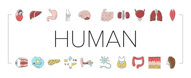 Vector de conjunto de iconos de anatomía de órganos internos humanos