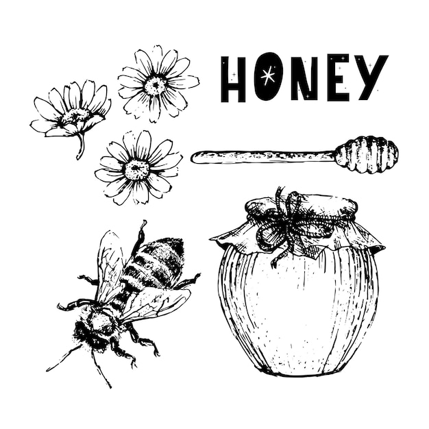 Vector conjunto de miel. Ilustración de dibujado a mano vintage. Alimentos orgánicos grabados