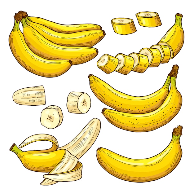 Vector conjunto de plátanos de colores. Simbolos tropicales Dibujo a mano ilustraciones