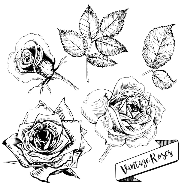 Vector conjunto de rosas