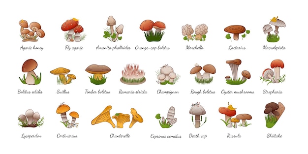 Vector conjunto de setas del bosque con nombres Colección diferentes tipos de setas comestibles y no comestibles