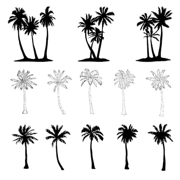 Vector conjunto de silueta de palmera