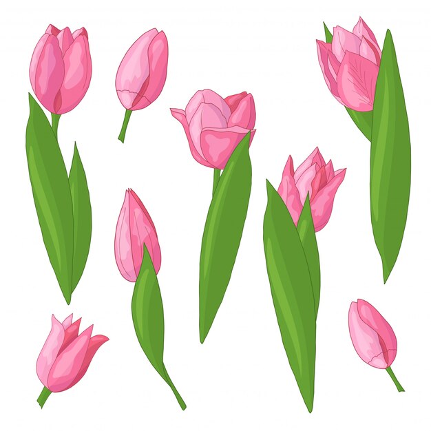 Vector conjunto de tulipanes
