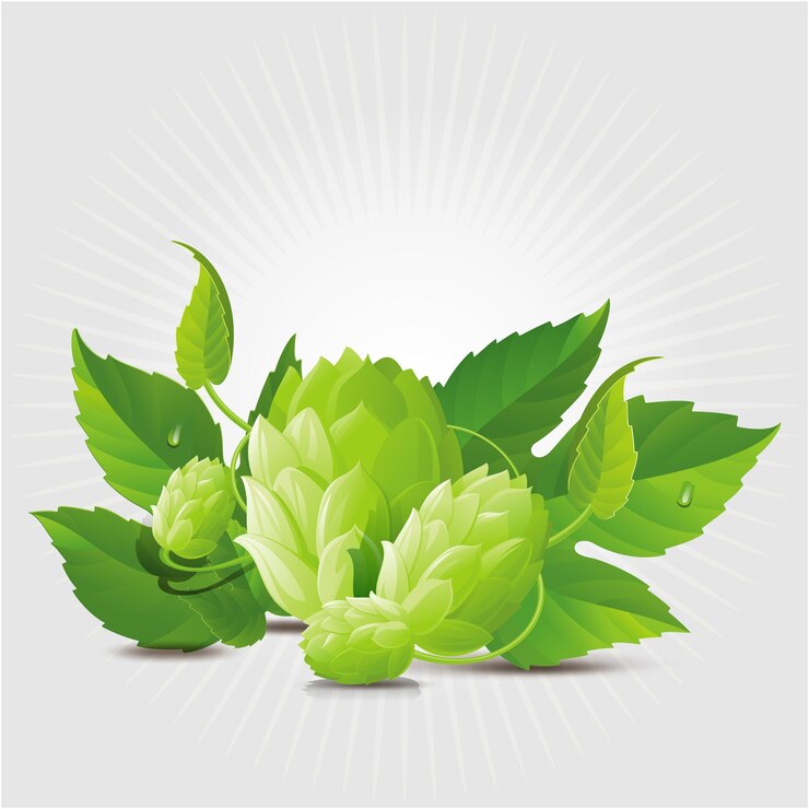 Vector vector conos de lúpulo verde y dejar una imagen de una ramita verde de lúpulos y una ramita de hojas verdes