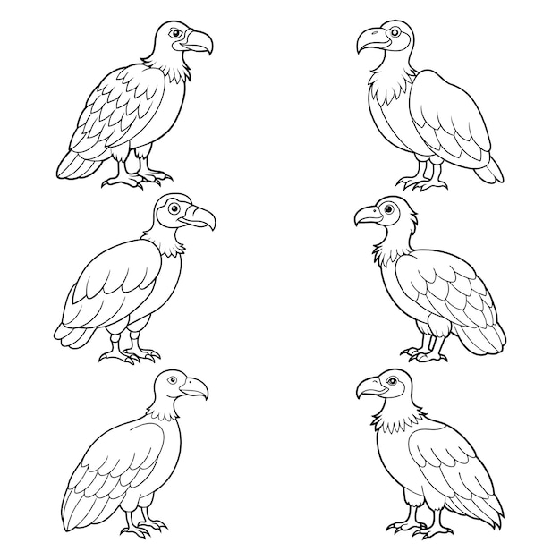 Vector de contorno de buitre