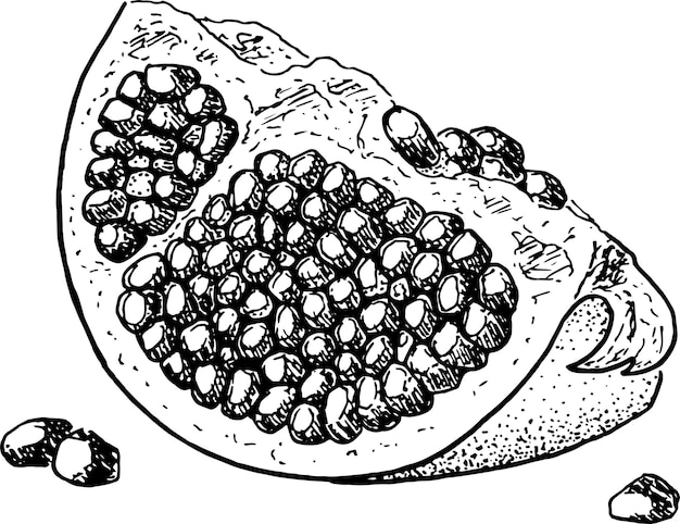 Vector de contorno de granada