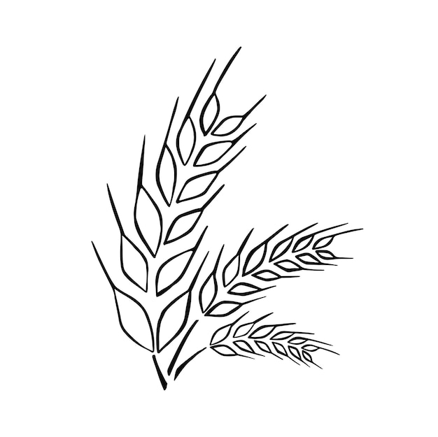 Vector de contorno de línea de imagen de centeno hecho a mano