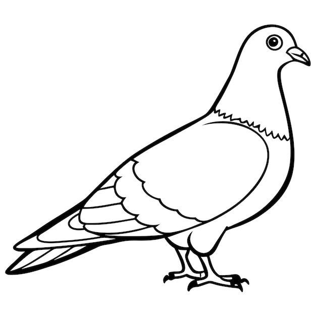 Vector de contorno de paloma dibujado a mano e ilustración de la silueta del animal paloma