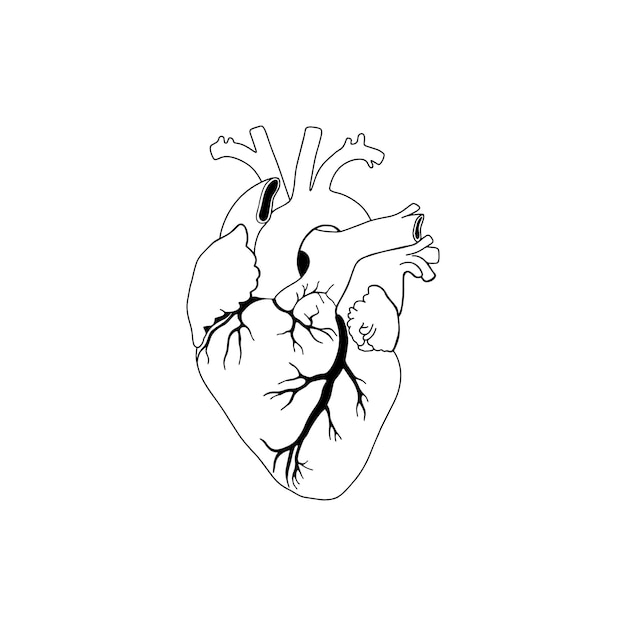 Vector, corazón anatómico. Icono de corazón realista aislado sobre fondo blanco.