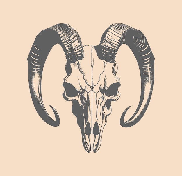Vector de cráneo de cabeza de cabra vintage