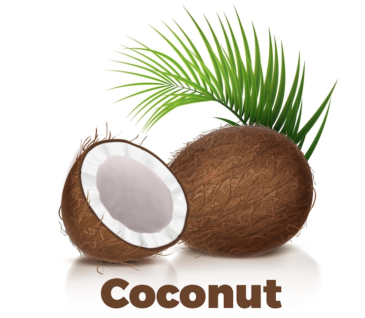Un vector creativo del coco