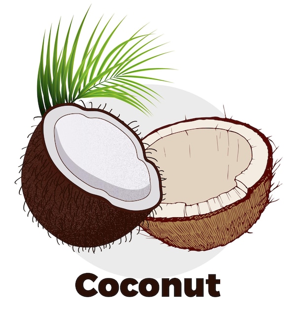 Un vector creativo del coco
