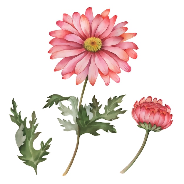 Vector de crisantemo dibujado a mano ilustración floral flores de otoño aisladas sobre fondo blanco