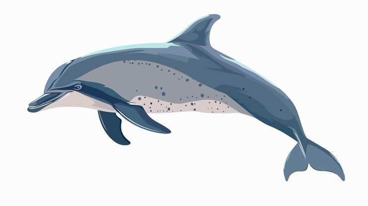 Vector el vector del delfín nariz de botella aislado en un fondo blanco