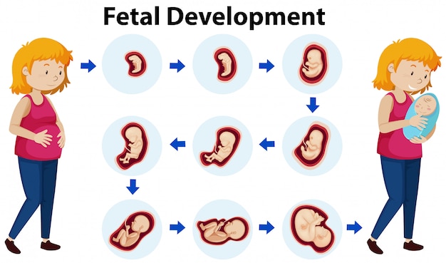 Un vector de desarrollo fetal