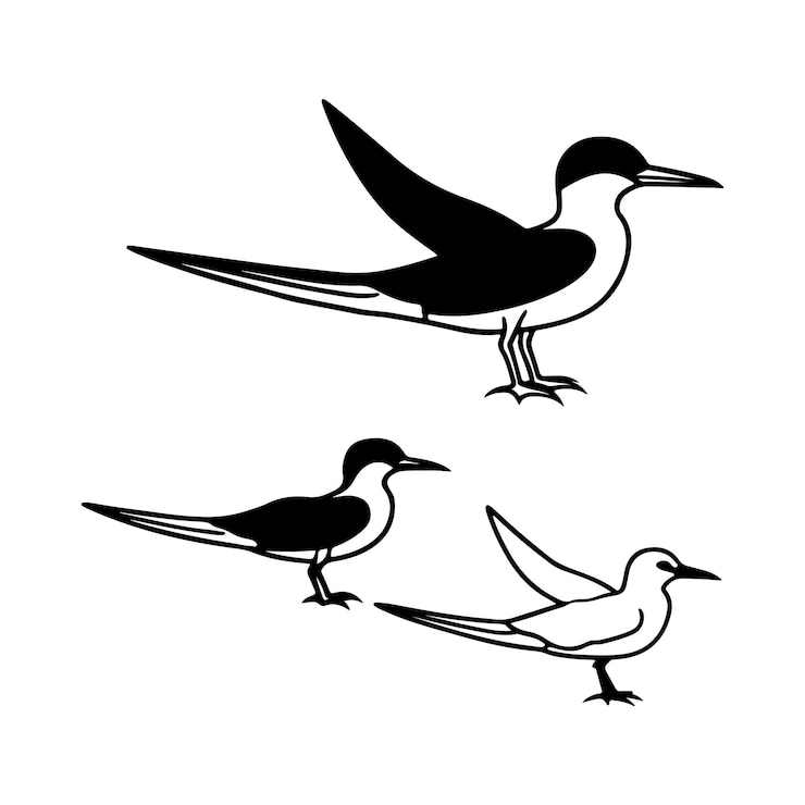 Vector vector de desnatado negro de pájaro