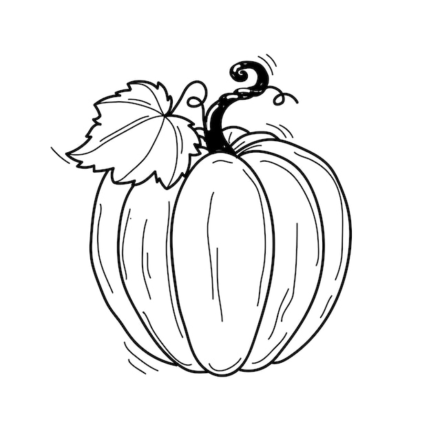Vector dibujado a mano boceto en blanco y negro de calabaza con hoja aislada sobre fondo blanco
