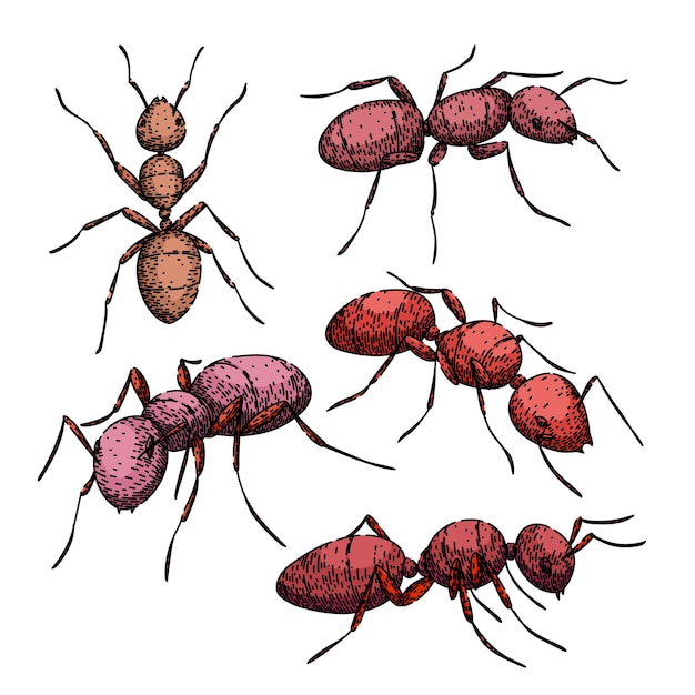 Vector dibujado a mano por un boceto de hormiga