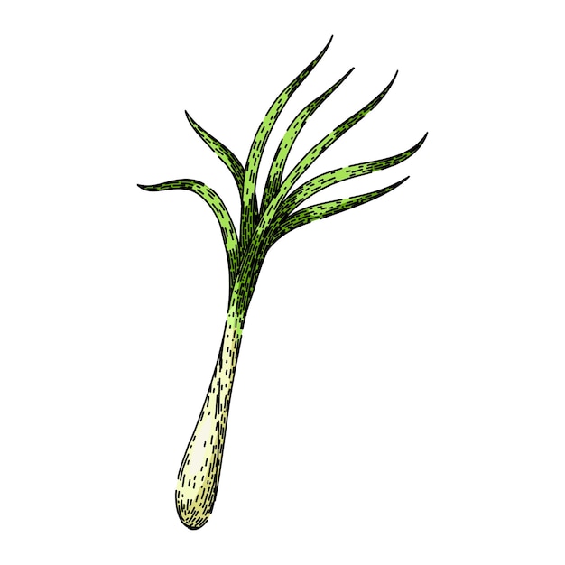 Vector dibujado mano del bosquejo de la hierba de limón de la planta