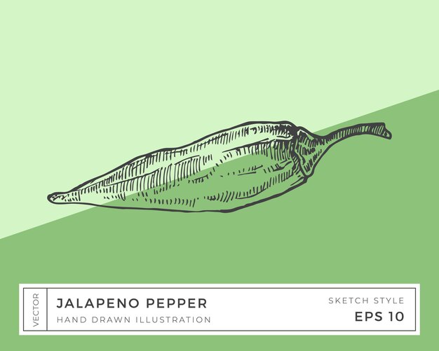 Vector dibujado a mano Chile jalapeño Ilustración vegetal Dibujo de comida basada en veganos con fondo colorido aislado