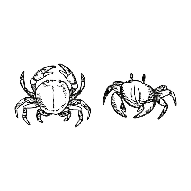 vector dibujado a mano dos diferentes cangrejos vida silvestre del fondo marino conjunto de crustáceos animal bajo el mar océano ilustración en blanco y negro habitantes de acuarios fondo marino y costa arena para la decoración marina