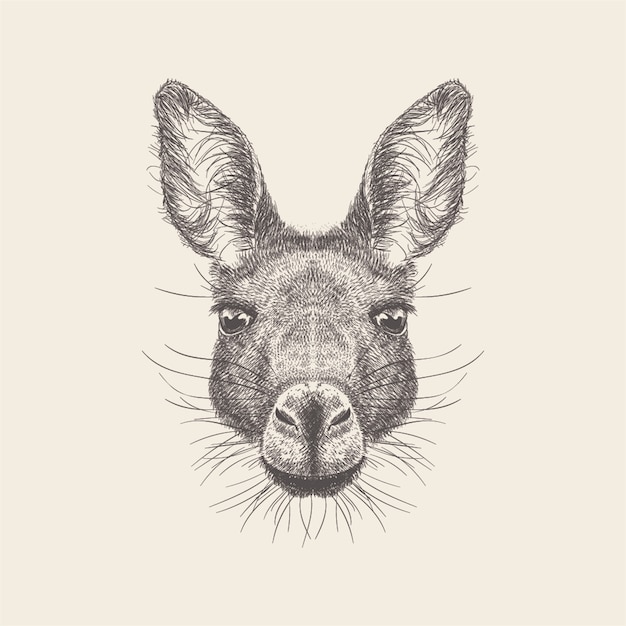 Vector dibujado mano del ejemplo de la cabeza del burro.