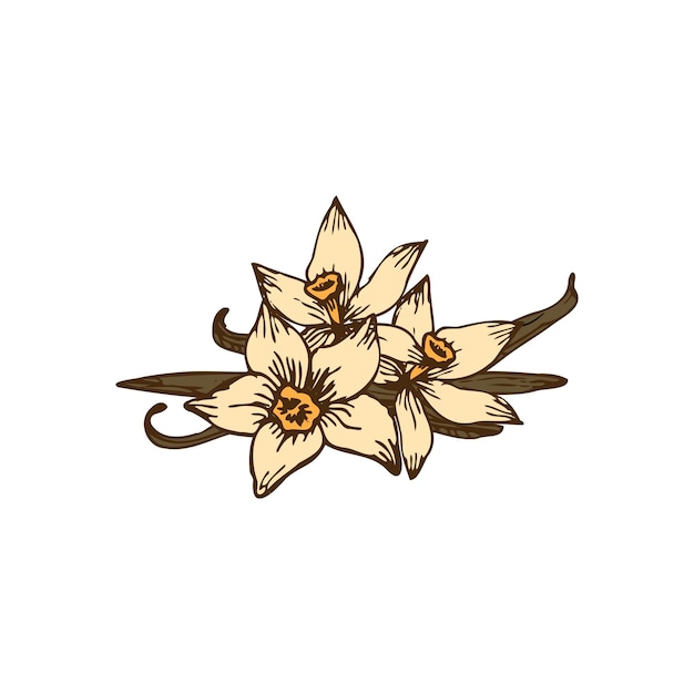 Vector dibujado a mano de flores y palos de vainilla