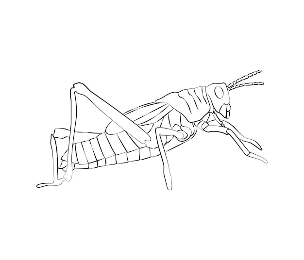 Vector dibujado a mano Insecto saltamontes en un dibujo de línea
