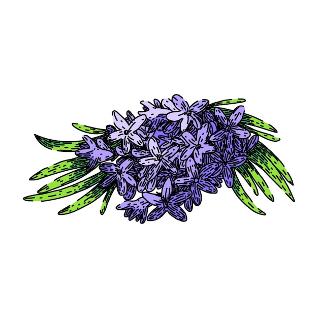 Vector dibujado a mano lavanda bosquejo vector