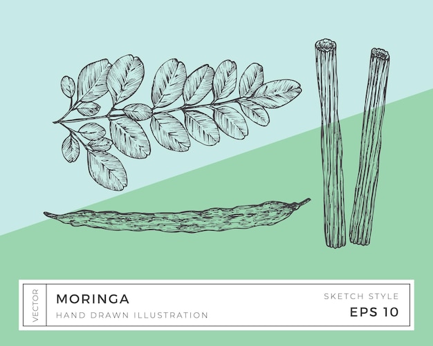 Vector dibujado a mano moringa oleifera planta ilustración vegano basado superalimento hierbas dibujo de alimentos con fondo colorido aislado