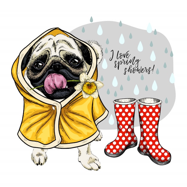 Vector dibujado mano perro pug en impermeable y botas de goma.