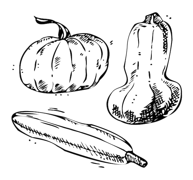 Vector vector dibujado a mano de verduras ilustración dibujada a mano de calabazas boceto