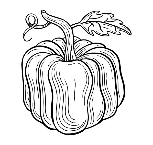 Vector de dibujo de boceto grabado dibujado a mano por calabaza