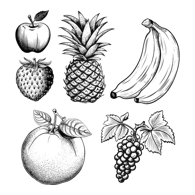Vector de dibujo de estilo grabado de conjunto de frutas