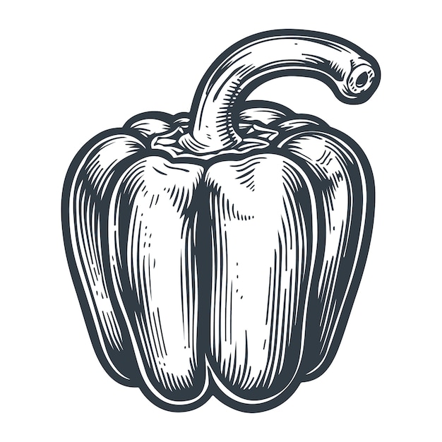 Vector de dibujo de estilo grabado en madera de pimienta