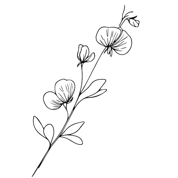Vector dibujo fácil de la flor del guisante dibujo de la flor de la guisante pintura dibujo de las enredaderas del guisande
